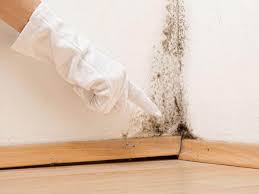 Best Basement Mold Removal  in Watertown, FL